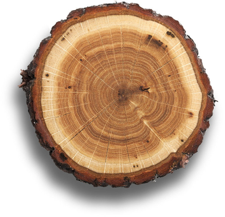 Trunk of Wood